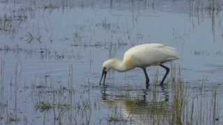 How a Spoonbill eats Lepelaar op Terschelling [upl. by Esetal]