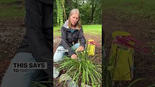 How To Get Continuous Blooms on Some Of Your Daylilies [upl. by Anitselec]