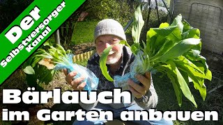 Bärlauch selbst im Garten anbauen [upl. by Yruok]