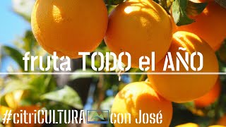 Cómo cultivar y cosechar 🍊 NARANJAS durante TODO el AÑO 🌳 citriCULTURA LdN [upl. by Joannes]