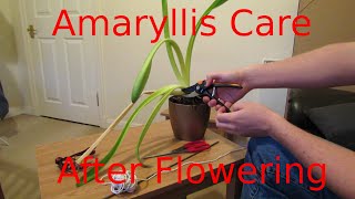 Amaryllis Care After Flowering [upl. by Deirdre688]