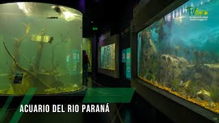 Acuario del rio Paraná  TvAgro por Juan Gonzalo Angel Restrepo [upl. by Anirahtak]