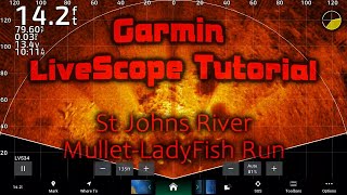 Garmin LiveScope Tutorial Tarpon Footage Downtown Jacksonville Mullet LadyFish Run 2024 [upl. by Nickey18]