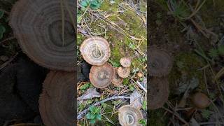 What kind of mushroom is this lapland polar nature foraging poisonous mushroompicking art [upl. by Swanhildas994]