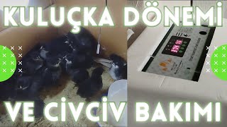 KULUÇKA DÖNEMİ VE CİVCİV BAKIMI [upl. by Llaccm]