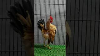 Beautiful Serama rooster 🐓 shorts ytshortsfeed youtubeshorts [upl. by Ner]