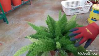 Care and propagation of Fox Tail Fern [upl. by Narhet]