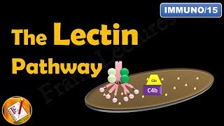 The Lectin Pathway or The MBL Pathway The Complement System Part III FLImmuno15 [upl. by Thetes449]