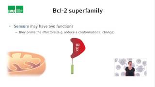 1 7 Lecture 6 The Bcl 2 superfamily 12 06 [upl. by Harland707]