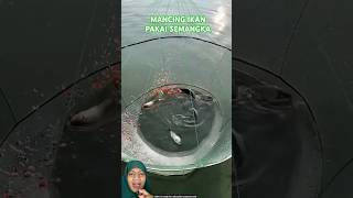 MENJARING IKAN PAKAI SEMANGKA fish fishing experiment amazingfacts [upl. by Ellehsem]