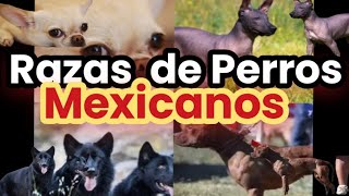 Raza de perros mexicanos Algunos en peligro de extinción [upl. by Yenot]