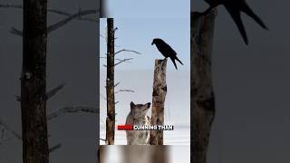 Wolves Friendship with Raven 🤯 factsinenglish animalfacts [upl. by Diarmuid]