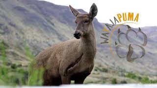 huemul wayajapuma Torres Del Paine Chile [upl. by Aznerol]