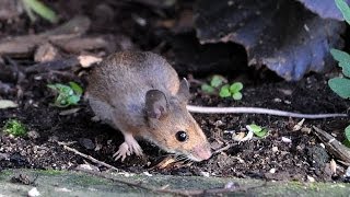 Wood Mouse Apodemus sylvaticus [upl. by Giesecke]