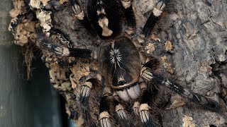 Poecilotheria subfusca lowland A rare video [upl. by Maximilian]