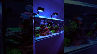 RedSea Reefer 425XL  SPS Corals  Aquarium  Reef Tank [upl. by Bratton747]