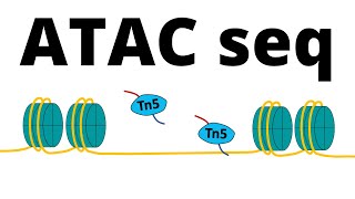 ATAC Sequencing [upl. by Anitneuq]