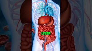 Top 10 Foods for a Healthy Liver health healthtips food shorts explore fitness [upl. by Oniliuqnart]