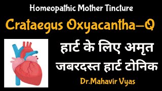 Crataegus OxyacanthaQ  Homeopathic Mother Tincture  DrMahavir Vyas [upl. by Anoik]