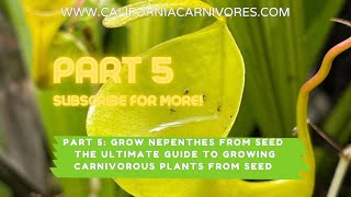 Ultimate Guide to Growing Nepenthes Pitcher Plants from Seed [upl. by Naylor]