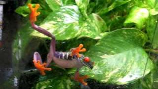 Agalychnis callidryas en chambre de pluie [upl. by Shipp]