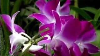 Dendrobium Orchid Care Made Easy [upl. by Assirod]