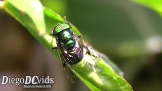 Ornidia obesa green hoverfly Syrphidae  Eristalinae  Volucellini mosca verde [upl. by Aicined]