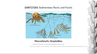 Graptolites Video 2  EART27201  Sedimentary Rocks and Fossils [upl. by Maffei103]