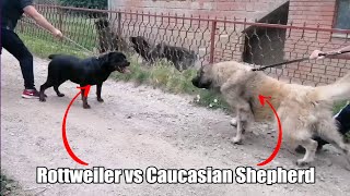 Rottweiler attacks the wrong dog [upl. by Leuqar]