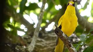 Black naped oriole Oriolus chinensis sound call and song [upl. by Vick]