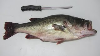 HOW TO FILLET A BASS [upl. by Glyn]