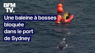 Une baleine à bosses bloquée dans le port de Sydney en Australie [upl. by Nirrak]