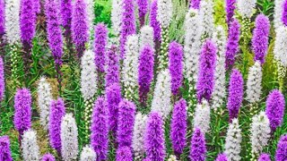 Liatris Spicata [upl. by Sarah]