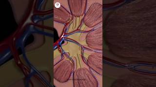 Kidney human urinary system Renal system [upl. by Gilbye]