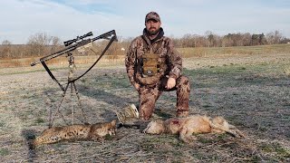 Coyote HuntingBobcat and Coyote on same hunt West Tennessee [upl. by Paver]