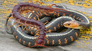 Snake vs Centipede  two poisonous speciess battle [upl. by Eelrahc]