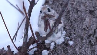 Flying Squirrel  One Of The Cutest And Most Exotic Animals In The Wild [upl. by Nussbaum]