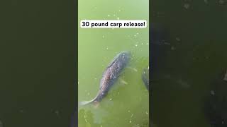 30 pound carp release 😱 fishing fish release irespectfish carp bigfish fishinglife [upl. by Sasnett]