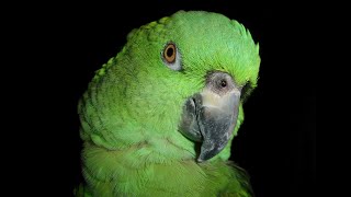 These Parrots Have Become ‘Bilingual’ to Save Their Species [upl. by Reg]