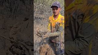 Big Mangroves Mud Crab Catching 🦀 shorts Viral shortsvideo Bi Male Crab 🦀 [upl. by Rubens]