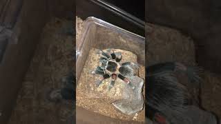 Brachypelma Auratum feeding [upl. by Mayfield639]