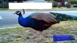 Wild PEACOCKS roaming Pomona streets WTF [upl. by Airreis]