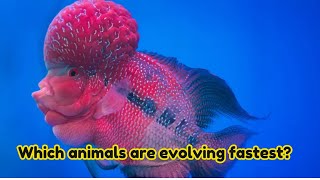 Which animals are evolving fastest [upl. by Nellad]