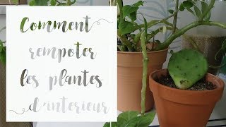 Comment rempoter une plante dintérieur  Tuto jardinage [upl. by Suzanne]