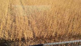 John Deere 8820 T2 with 930F Header in 50 Bushel Soybeans Sept 30 2016 [upl. by Lzeil125]