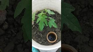 My Rooftop Garden tree youtubeshorts gardening garden rooftopgarden [upl. by Niletac263]