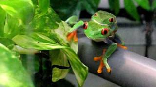 Agalychnis callidryas en chambre de pluie  amplexus et recherche du site de ponte [upl. by Lertnahs]