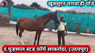 The Ghudshal Stud Farm Sakroda Udaipur [upl. by Aerdnaz]