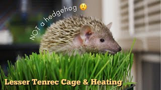 My Lesser Tenrec’s Cage amp Heating Not A Hedgehog [upl. by Juli]