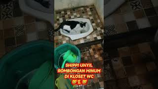 KUCING SHIPPI UNYIL SUKA MINUM DI KLOSET WC KENAPA [upl. by Sirraf]